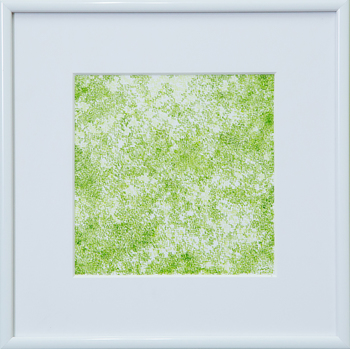 桜のような・・・1