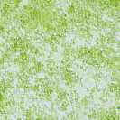 桜のような・・・3