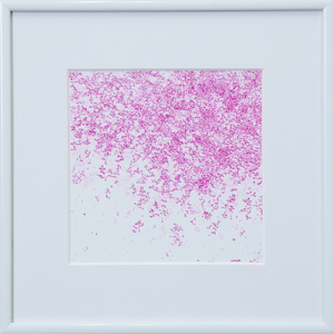 桜のような・・・