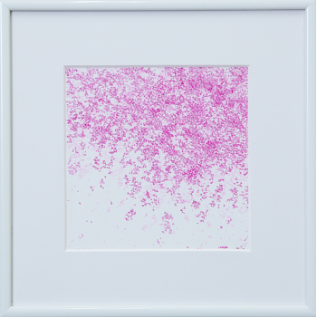 桜のような・・・1