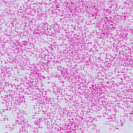 桜のような・・・3