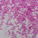 桜のような・・・4